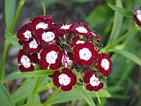 Sweet William Purple 